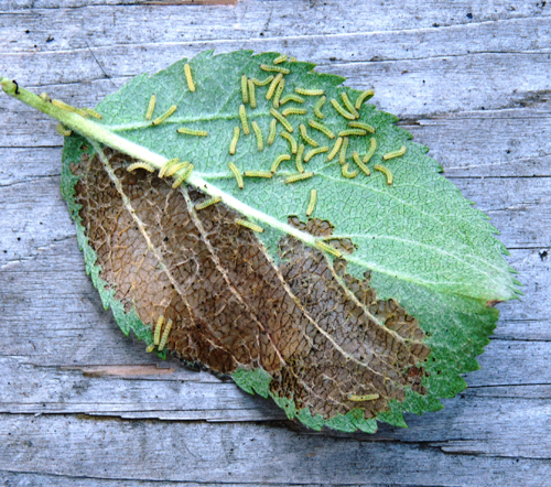 Apple emine moth caterpillar